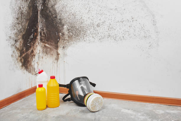 Best Mold Damage Repair  in Big Rock, IL