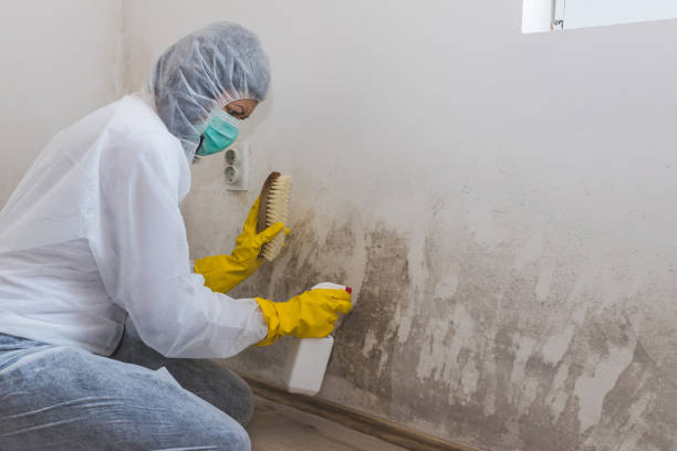 Best Commercial Mold Removal  in Big Rock, IL