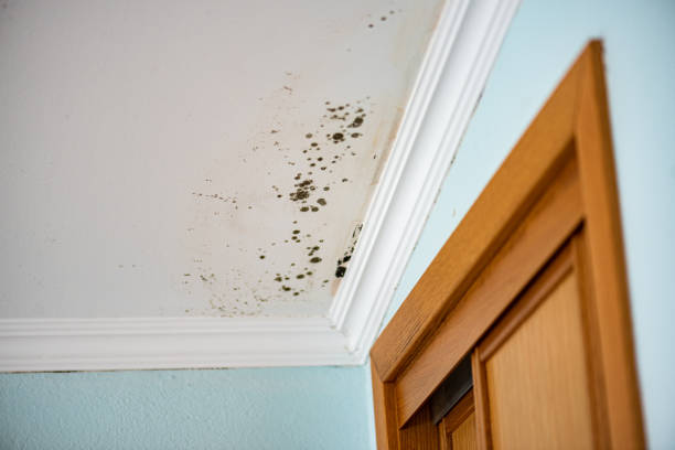 Best Commercial Mold Removal  in Big Rock, IL