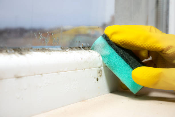 Best Professional Mold Removal  in Big Rock, IL