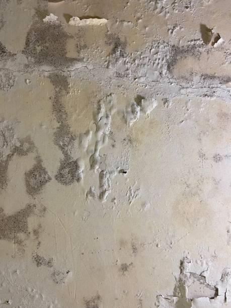 Home Mold Removal in Big Rock, IL