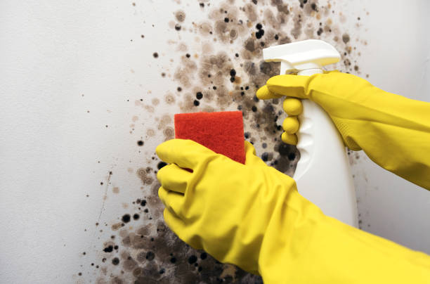Best Mold Testing and Removal  in Big Rock, IL