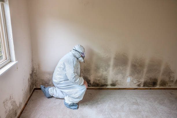 Certified Mold Removal in Big Rock, IL