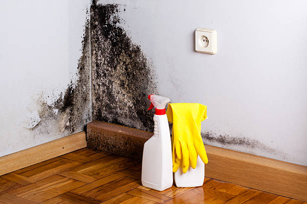 Big Rock, IL Mold Removal Company