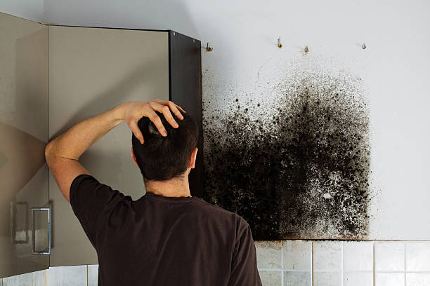 Best Toxic Mold Removal  in Big Rock, IL