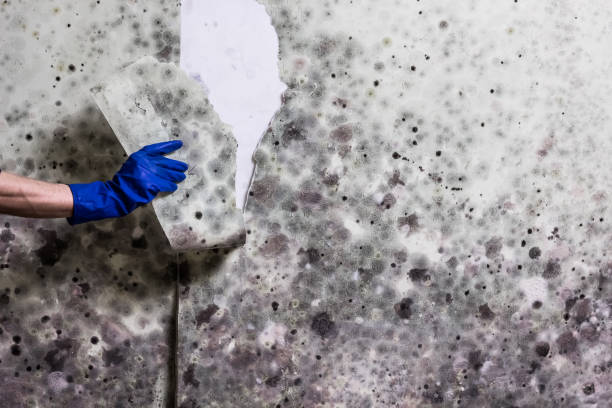 Best Emergency Mold Removal  in Big Rock, IL